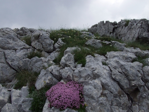 Silene acaulis